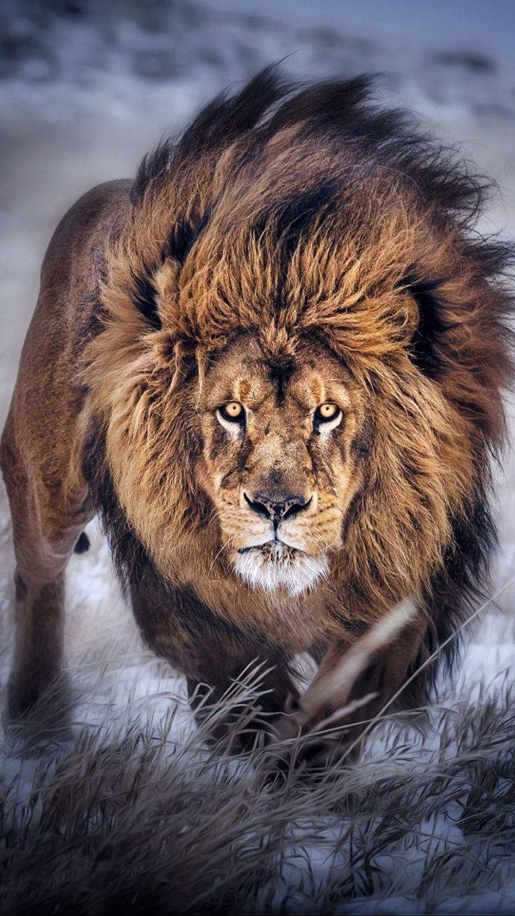 750x1340 Lion iPhone Wallpaper Free Lion iPhone Background, Phone