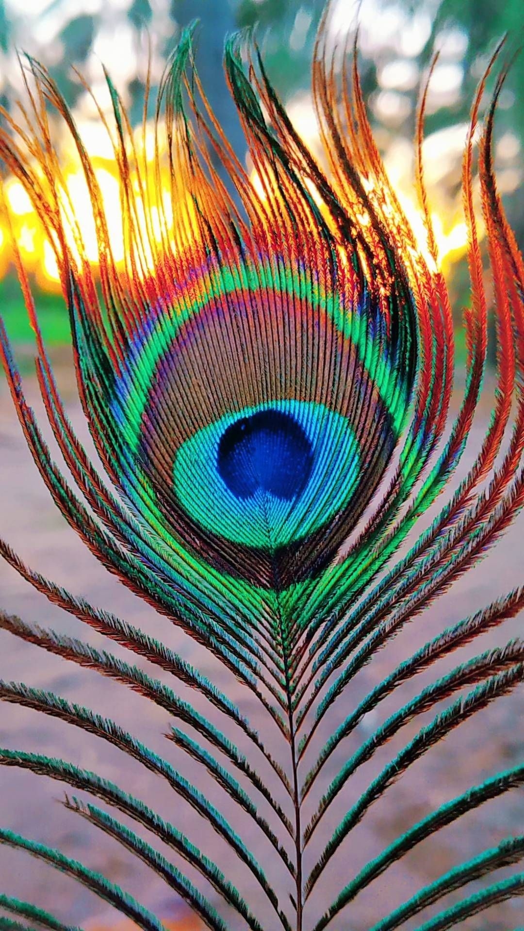 1080x1920 Peep_of_peacock iPhone Wallpaper. Lord krishna wallpaper, Phone