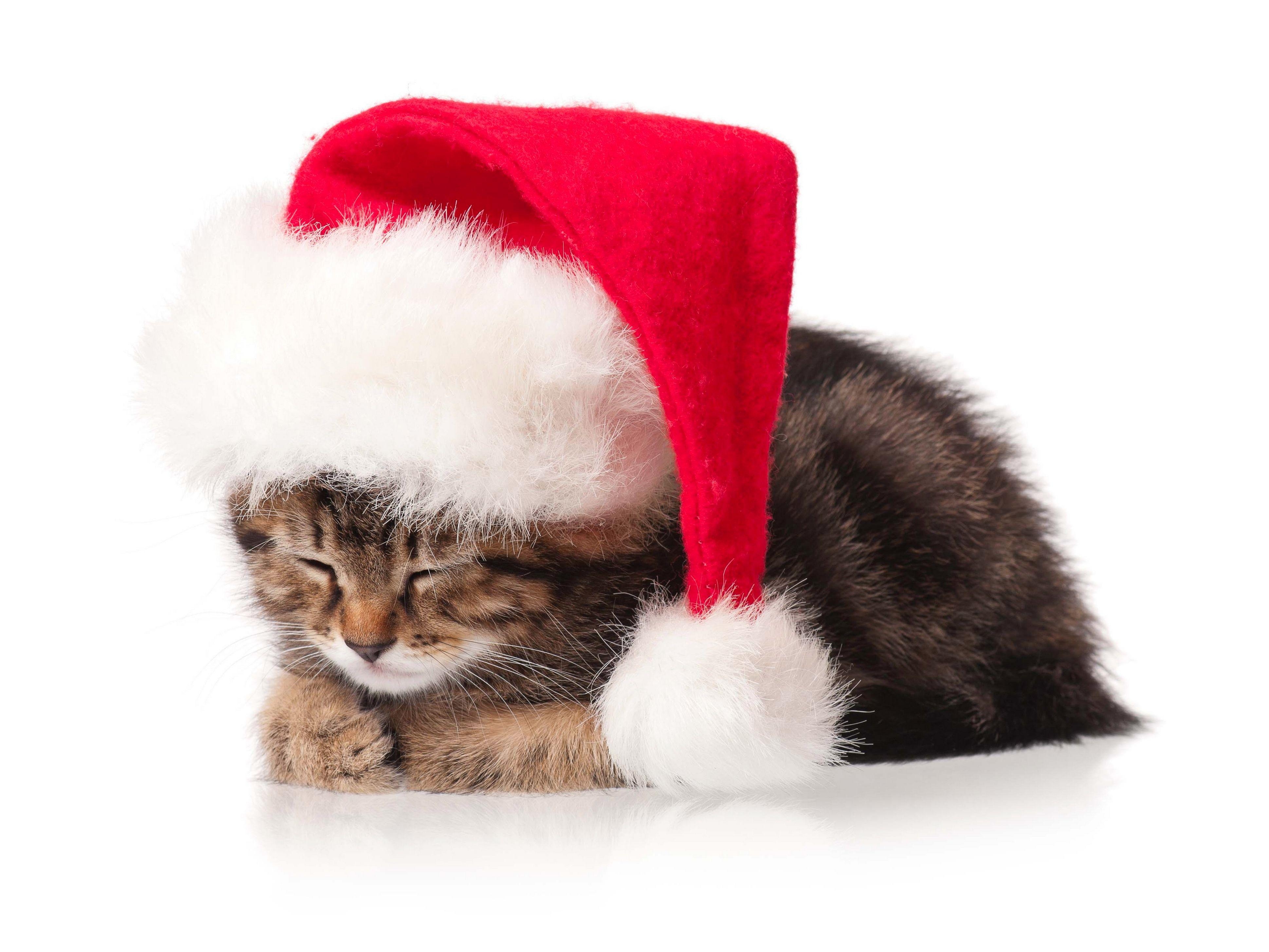 3880x2910 Cats Christmas New Year Winter Hat Animals Kitten Wallpaper With, Desktop