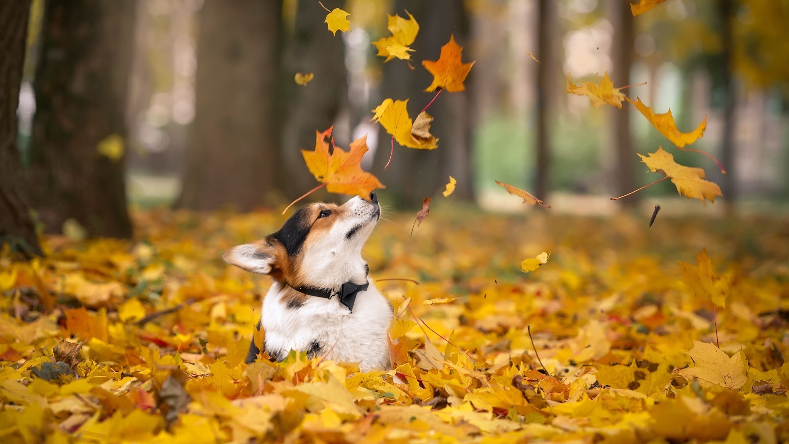 2560x1440 Autumn Pets Desktop Wallpaper Free Autumn Pets Desktop, Desktop