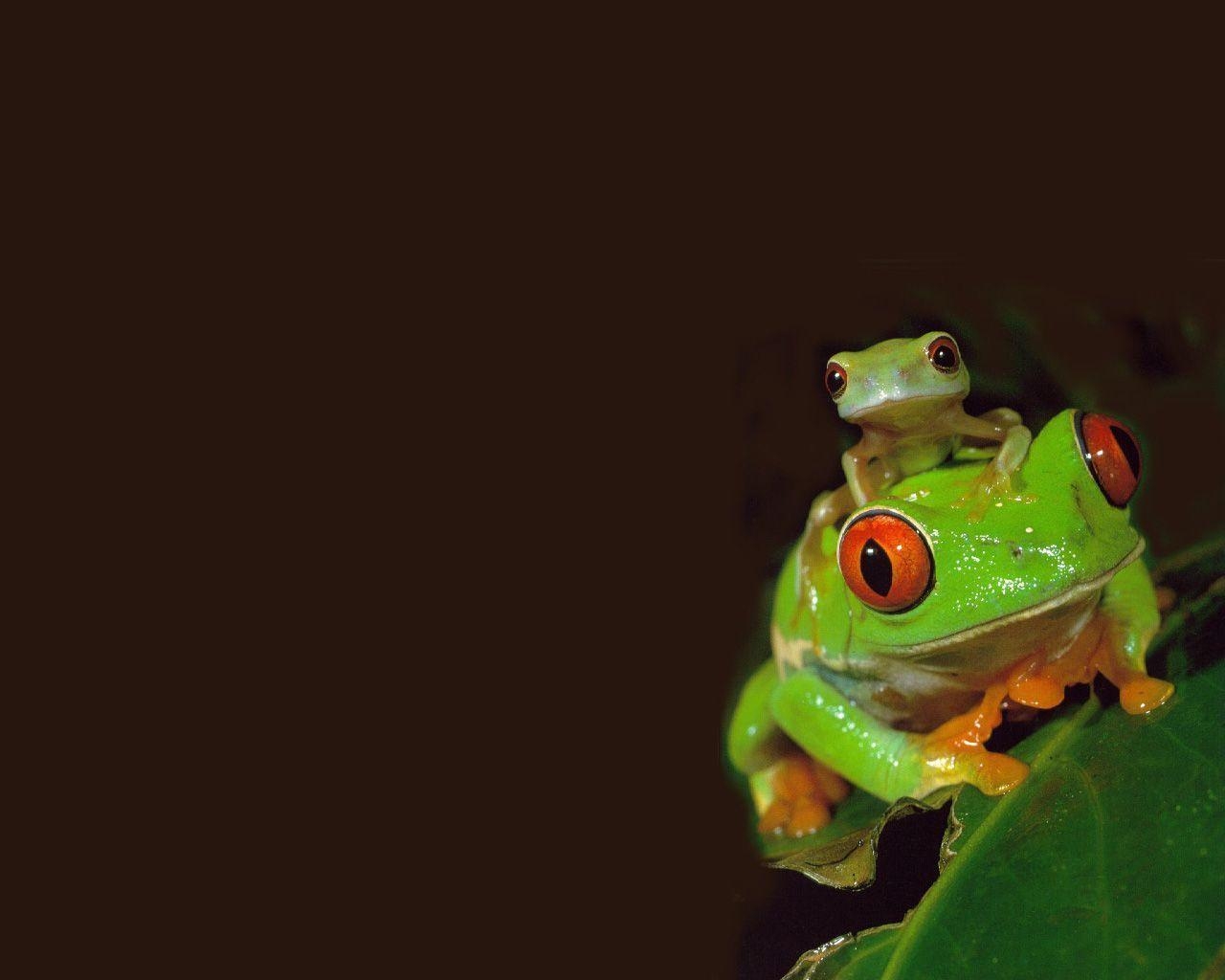 1280x1030 Red Eyed Tree Frog / Animals / Desktop HD, iPhone, iPad, Desktop