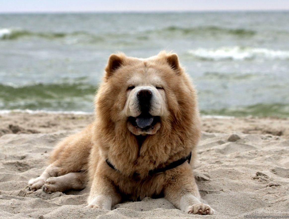 1170x890 Chow Chow Puppies Widescreen Wallpaper Of High Resolution Free Dog, Desktop