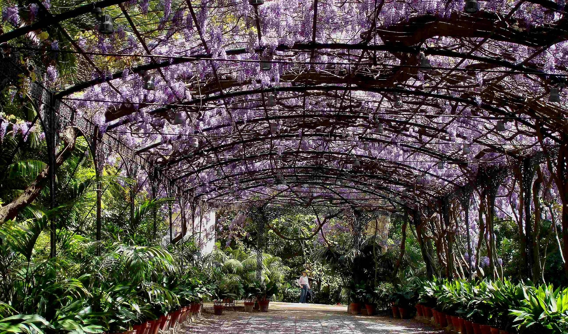 1920x1130 HD Wisteria At La Concepcion Gardens, Malaga, Spain Wallpaper, Desktop