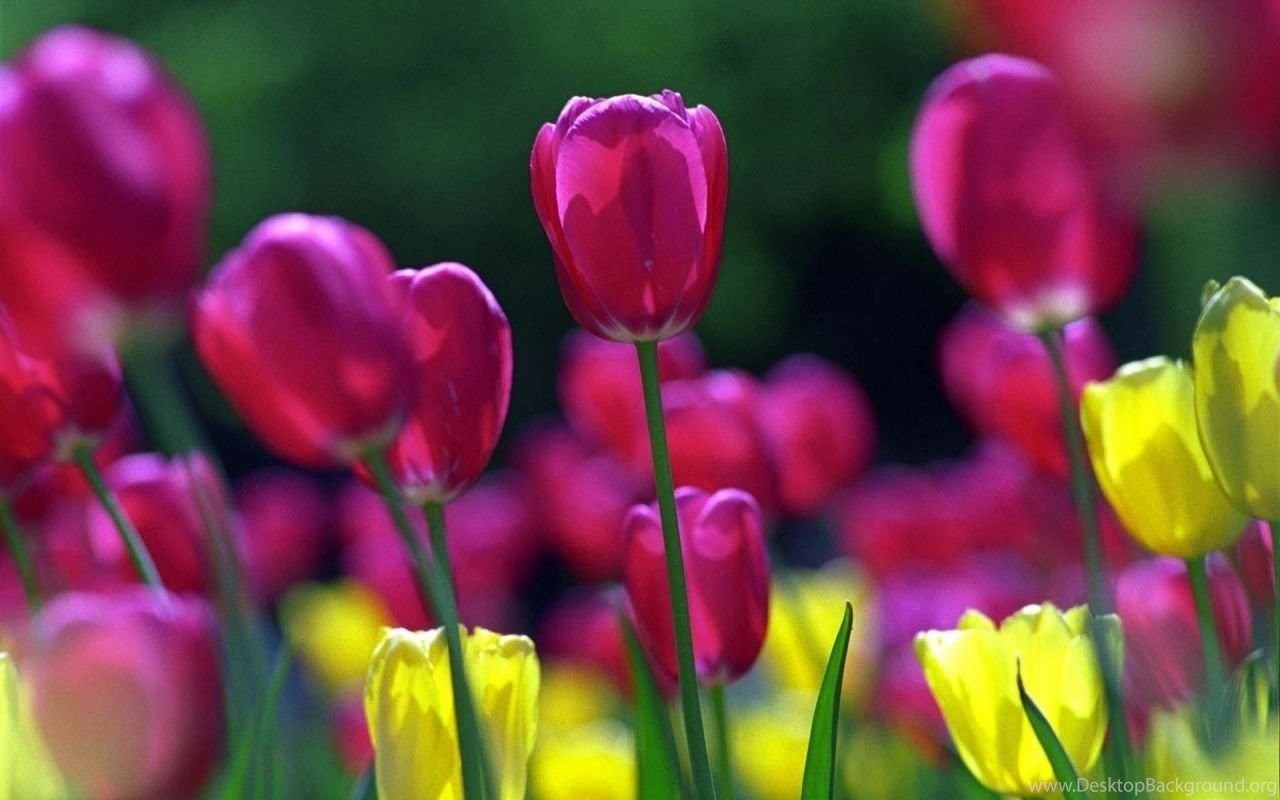 1280x800 Spring Tulips Desktop PC And Mac Wallpaper Desktop Background, Desktop