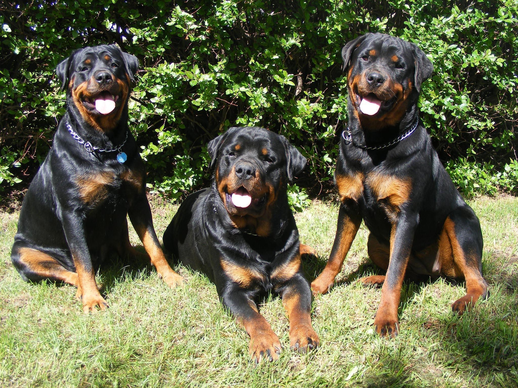 2050x1540 Rotweiler Dogs HD Wallpaper, Desktop