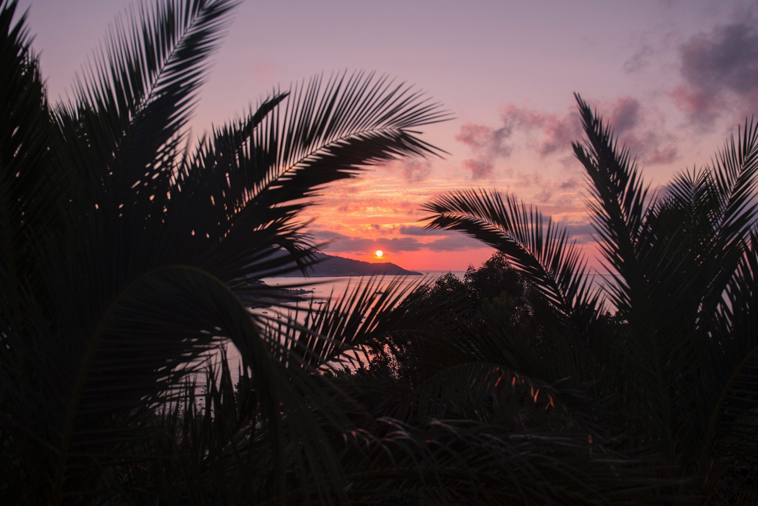 2560x1710 Aesthetic Wallpaper • Silhouette of trees during sunset • Wallpaper For You The Best Wallpaper For Desktop & Mobile, Desktop