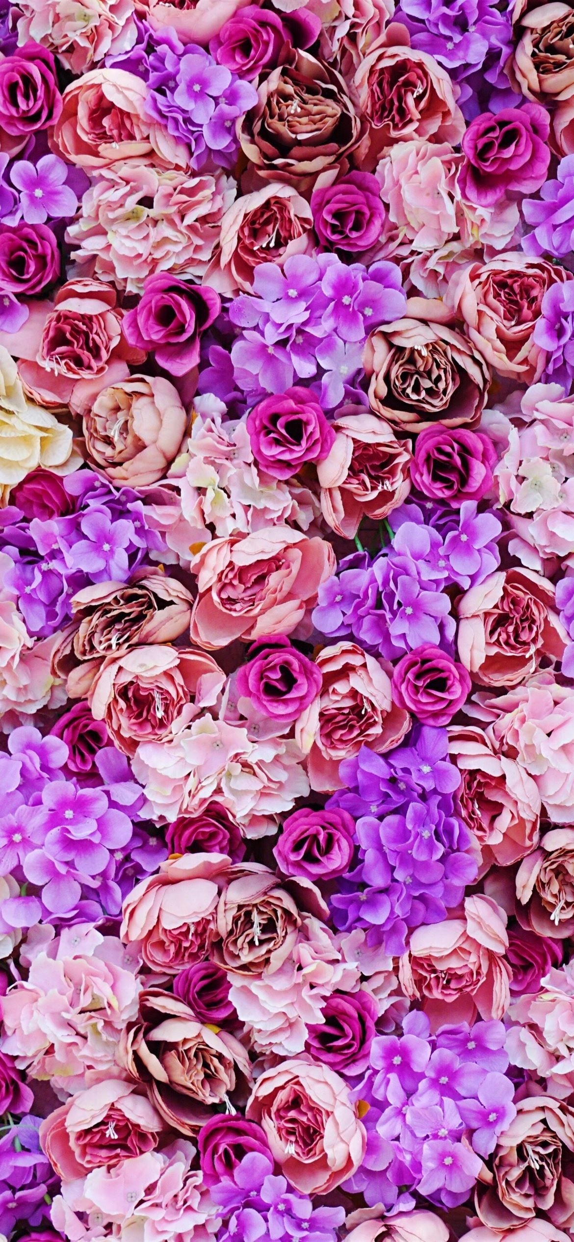 1170x2540 pink and purple petaled flower iPhone 12 Wallpaper Free Download, Phone