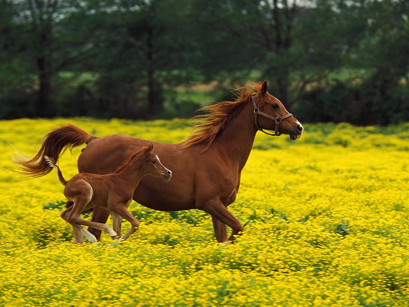 1600x1200 Foal Desktop Background. Foal Wallpaper, Horse Foal Background and Foal Desktop Background, Desktop