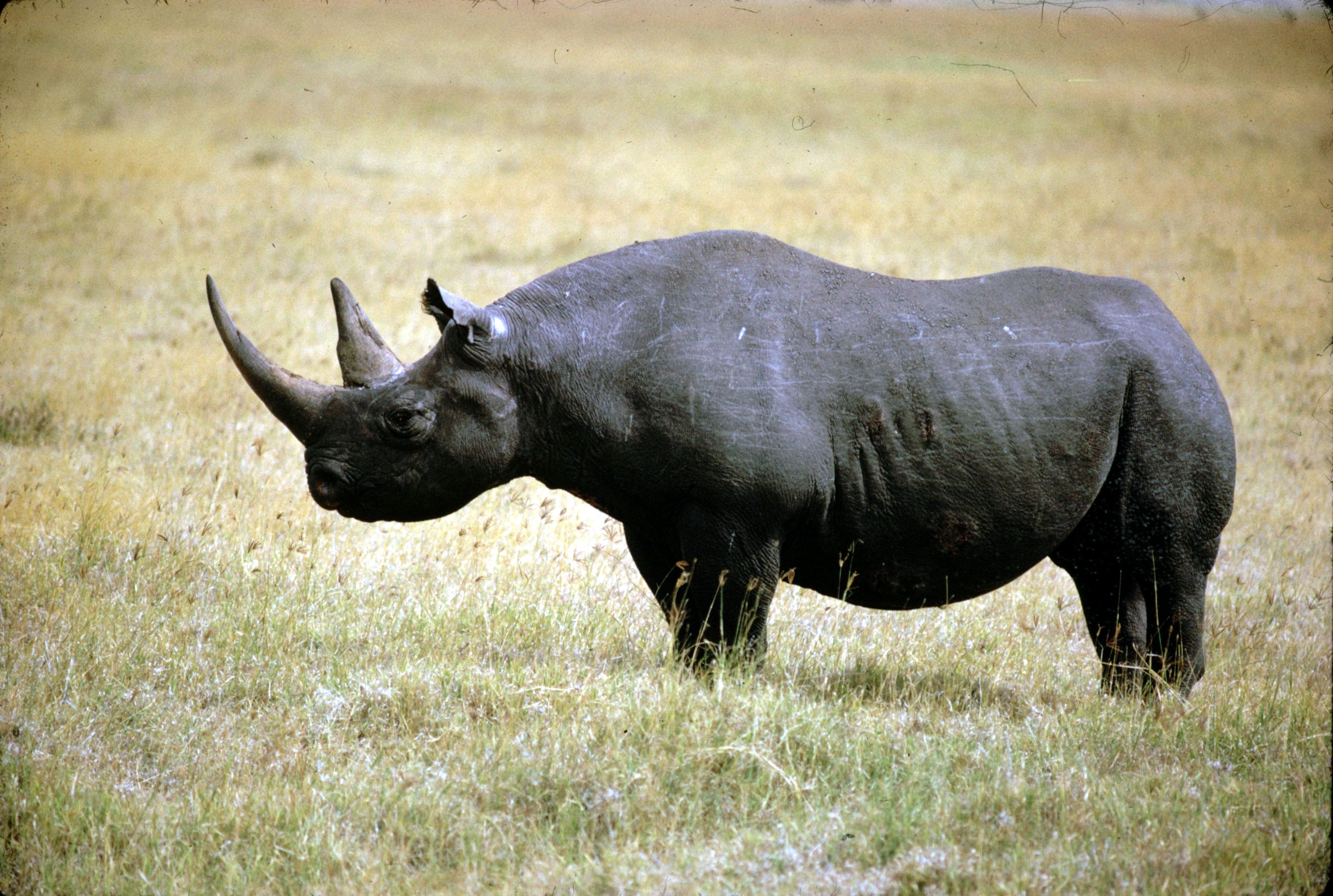 3650x2450 Wildlife photography of black rhinoceros standing on grass, Desktop