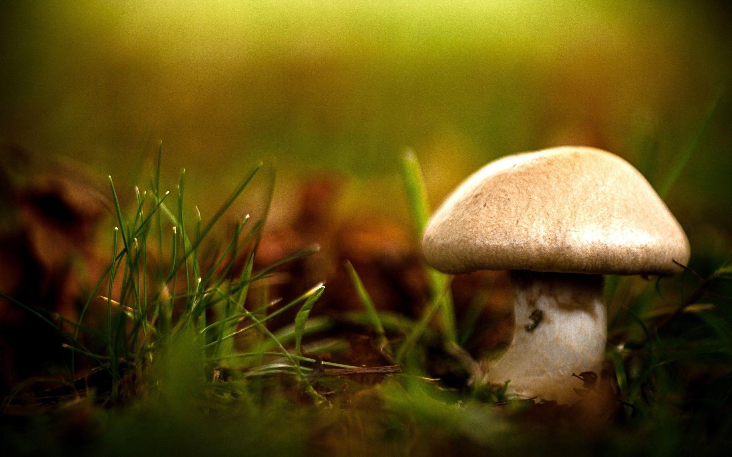 2560x1600 Mushrooms Wallpaper 17 X 1600, Desktop