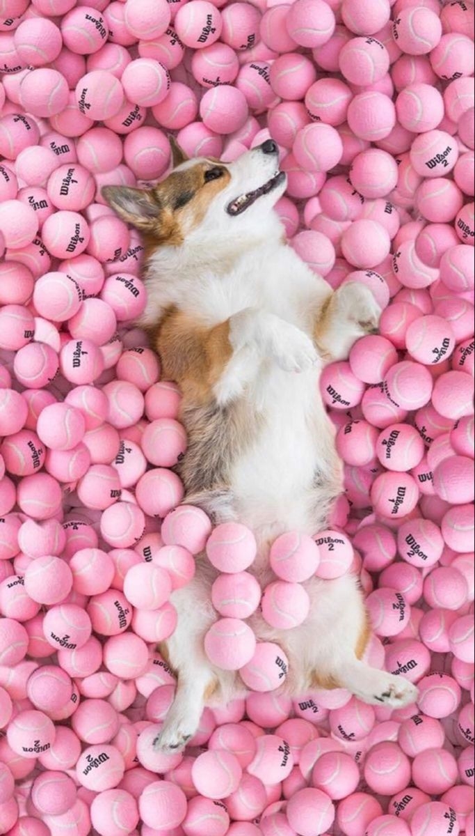 690x1200 Pink aesthetic. Corgi wallpaper iphone, Cute dog wallpaper, Corgi wallpaper, Phone