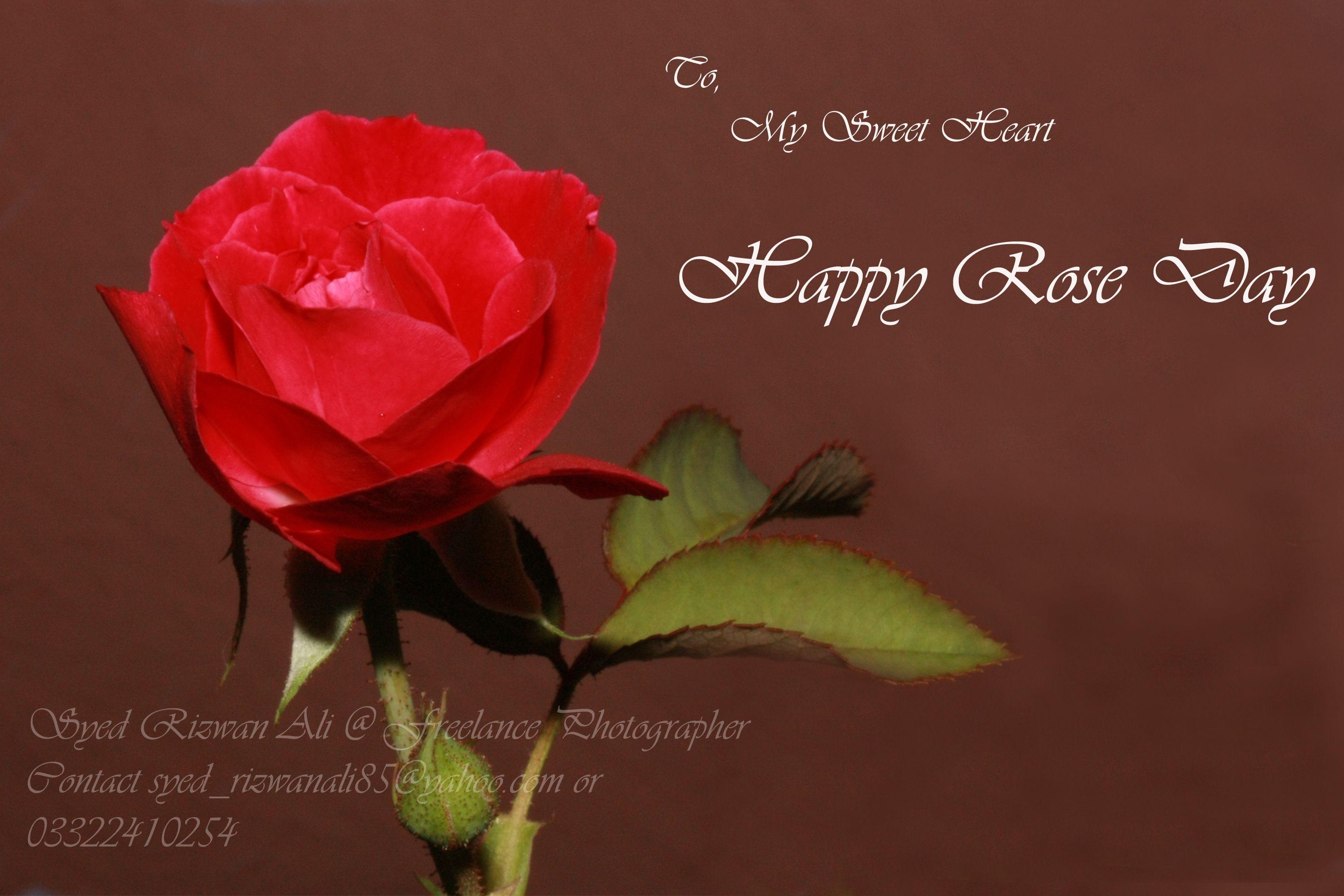 3000x2000 Happy Rose Day, Desktop