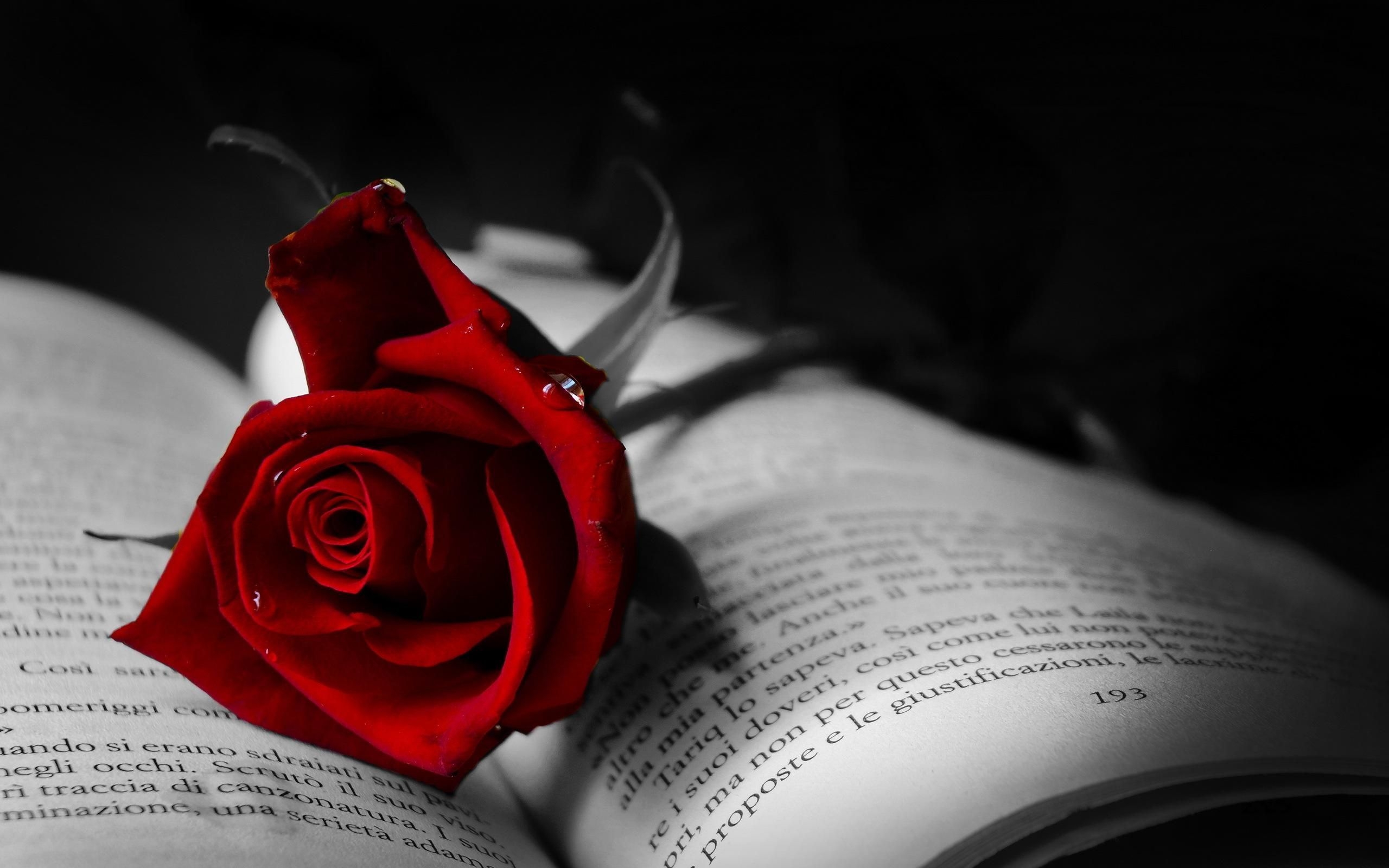 2560x1600 Gothic Roses Wallpaper Free Gothic Roses Background, Desktop