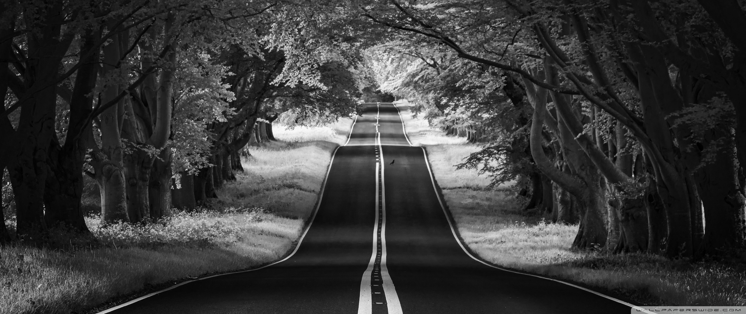 2560x1080 Road Landscape, Aesthetic, Black and White Ultra HD Desktop Background Wallpaper for 4K UHD TV, Widescreen & UltraWide Desktop & Laptop, Tablet, Dual Screen