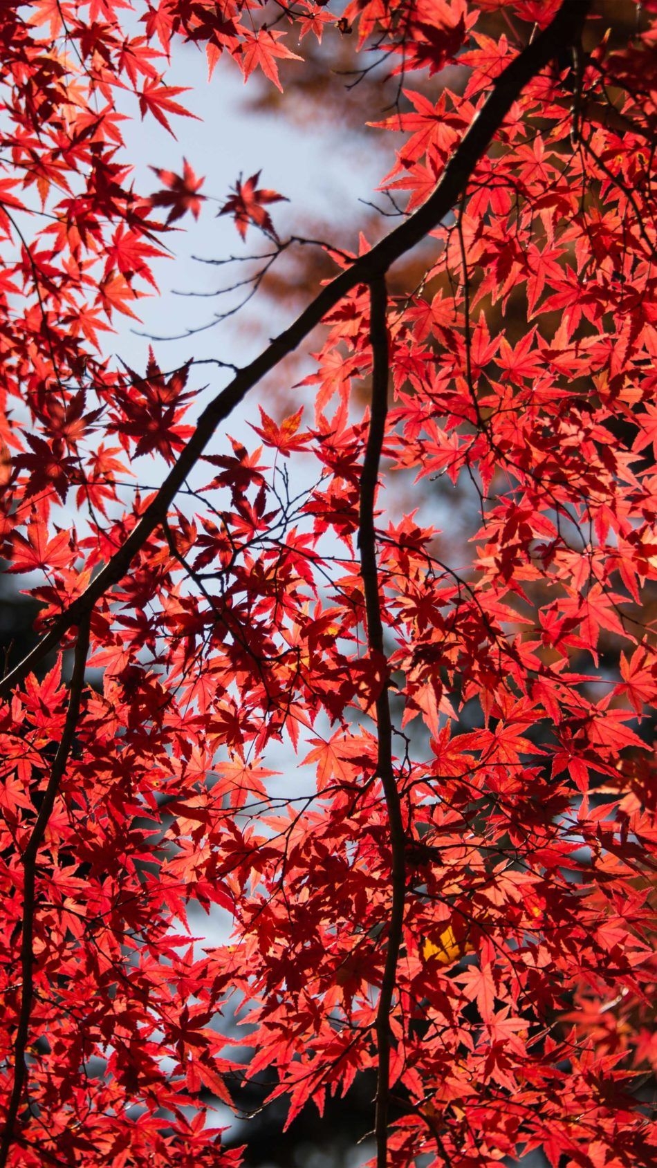 950x1690 Red Maple Tree Leaves 4K Ultra HD Mobile Wallpaper. Red maple tree, Red maple tree leaf, Tree HD wallpaper, Phone