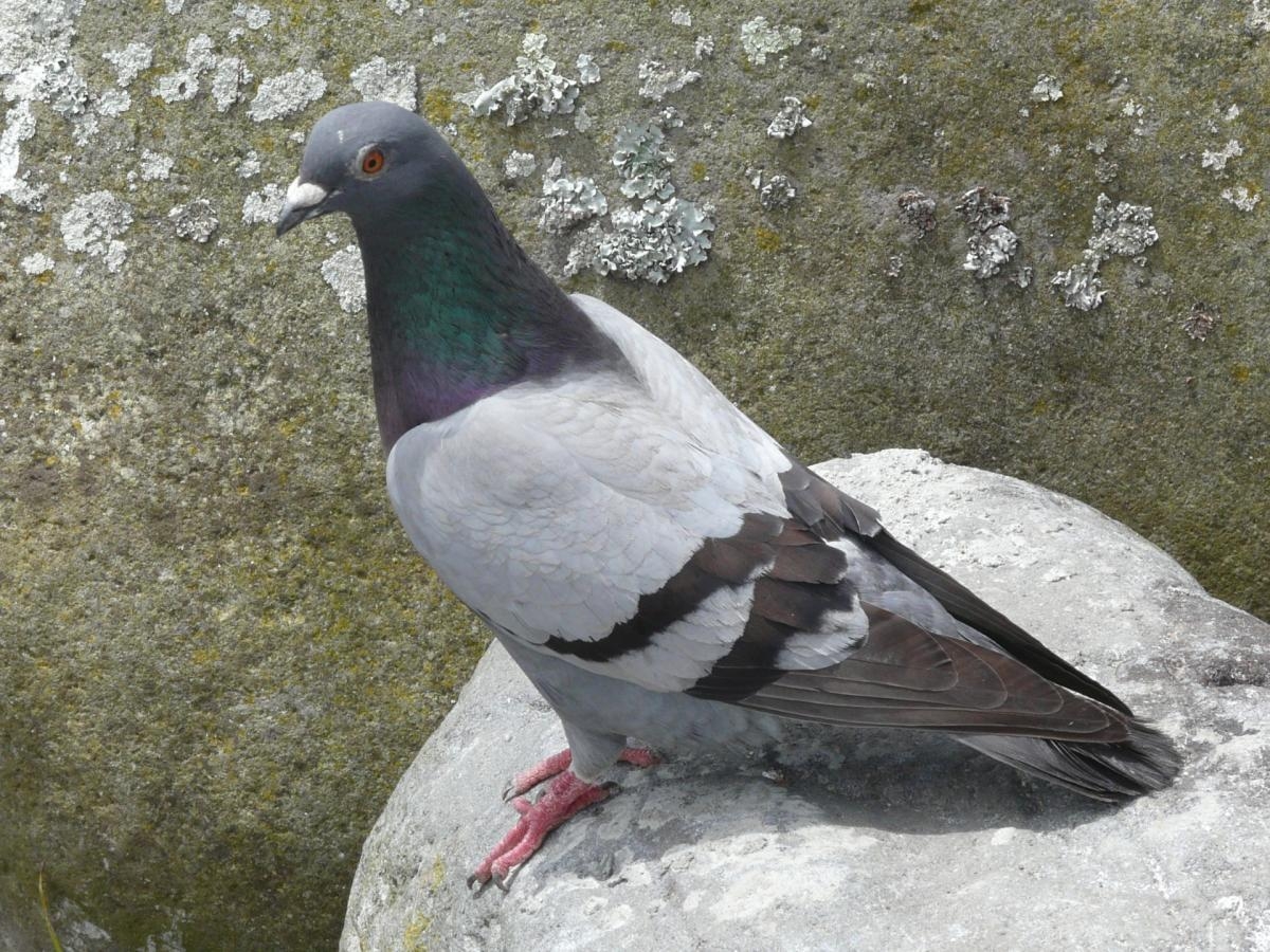 1200x900 Rock pigeon. New Zealand Birds Online, Desktop