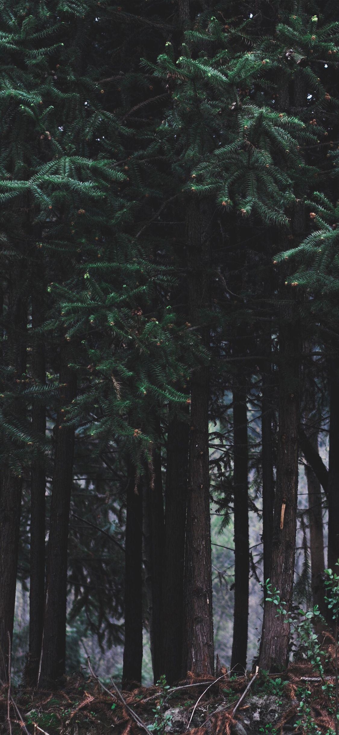 1130x2440 Forest iPhone Wallpaper Free Forest iPhone Background, Phone