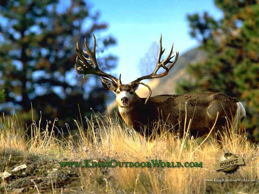 1030x770 " Wide Buck: Mule Deer Free Wallpaper Image: size, Desktop