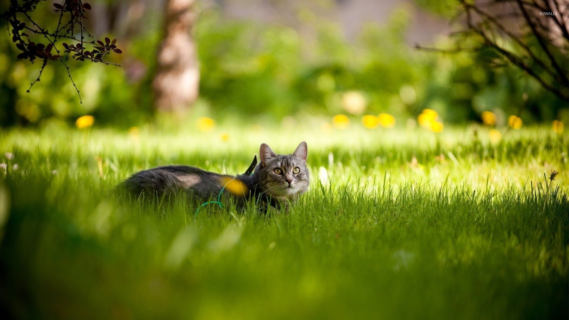 1920x1080 Gray cat hiding in the grass wallpaper wallpaper, Desktop