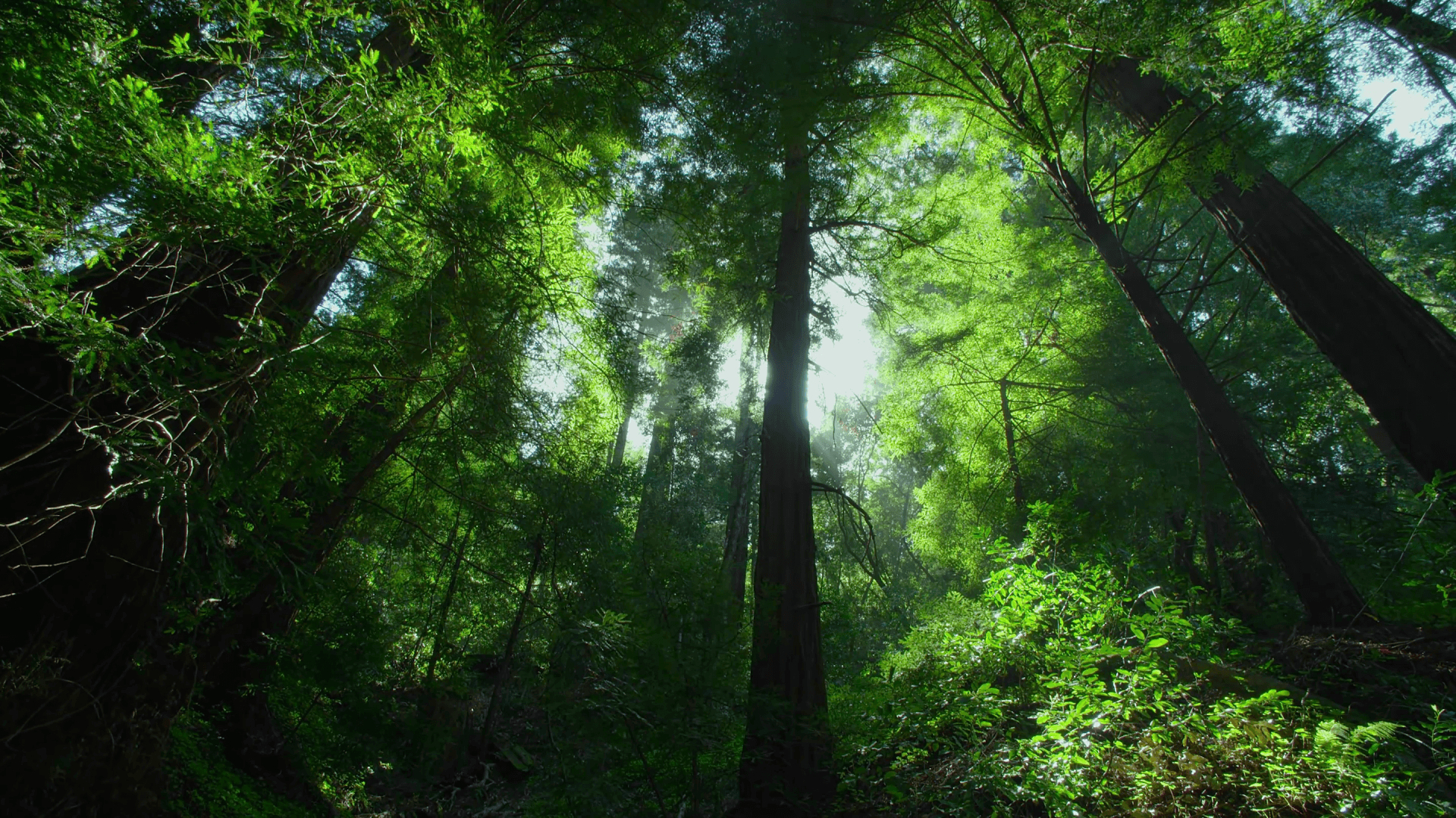 1920x1080 Jungle Wallpaper, Picture, Image, Desktop