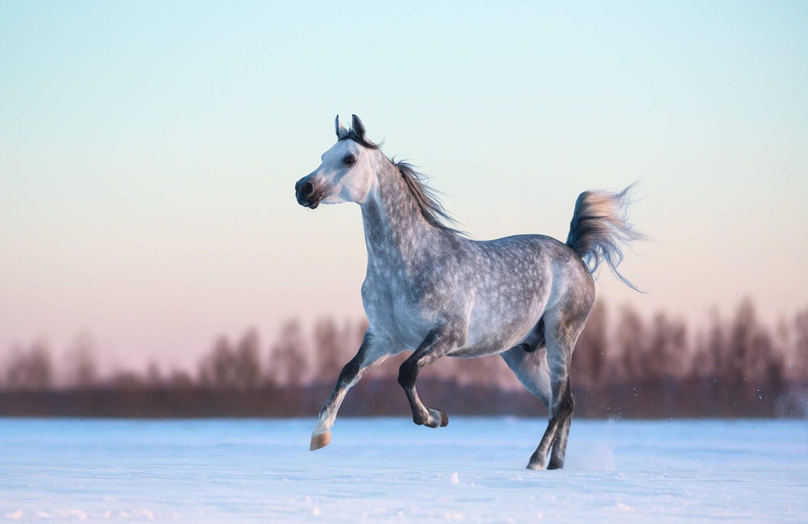 1650x1070 Horse Wallpaper Free Horse Background, Desktop