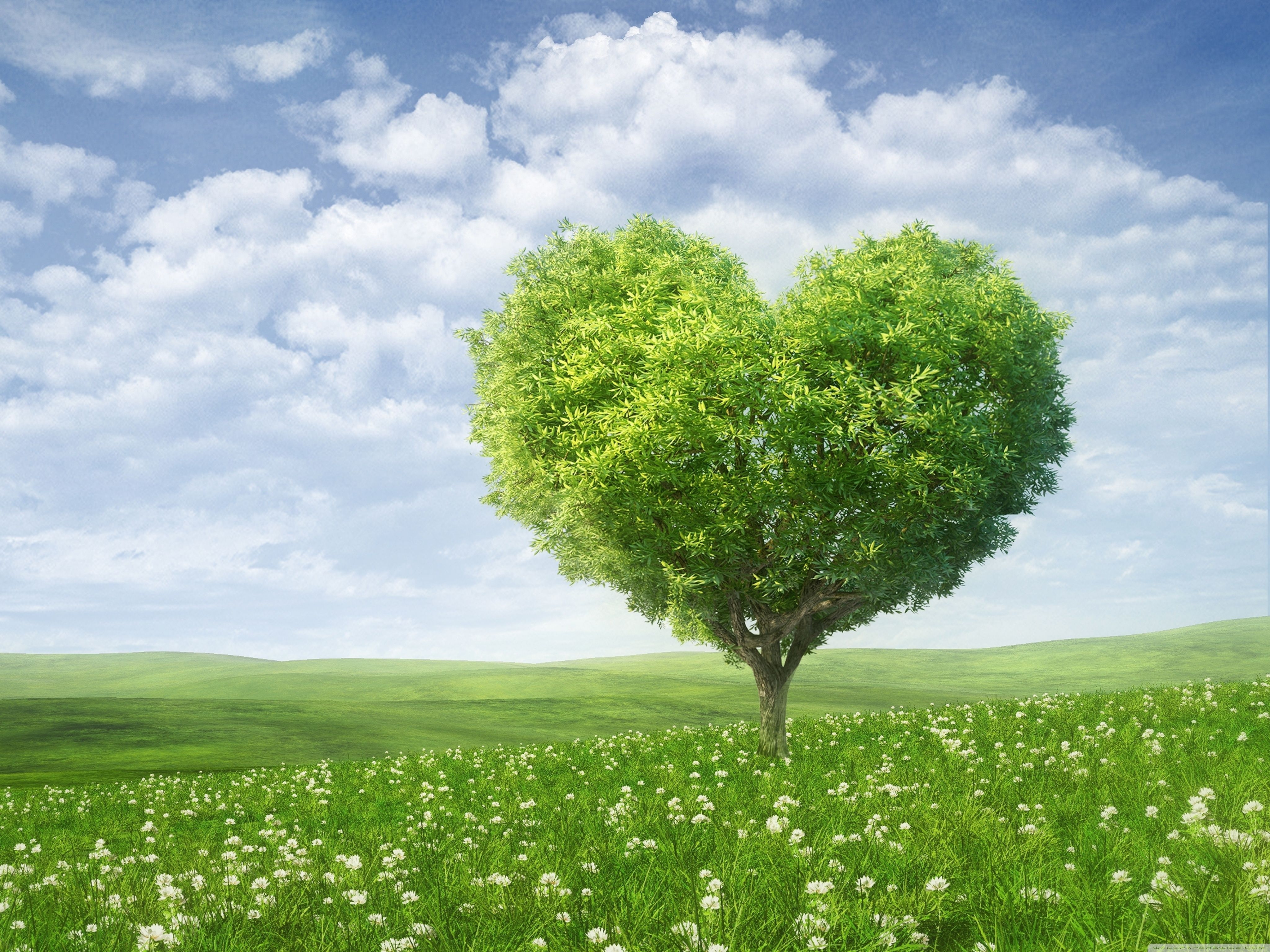 4100x3080 Love Tree ❤ 4K HD Desktop Wallpaper for 4K Ultra HD TV • Wide, Desktop