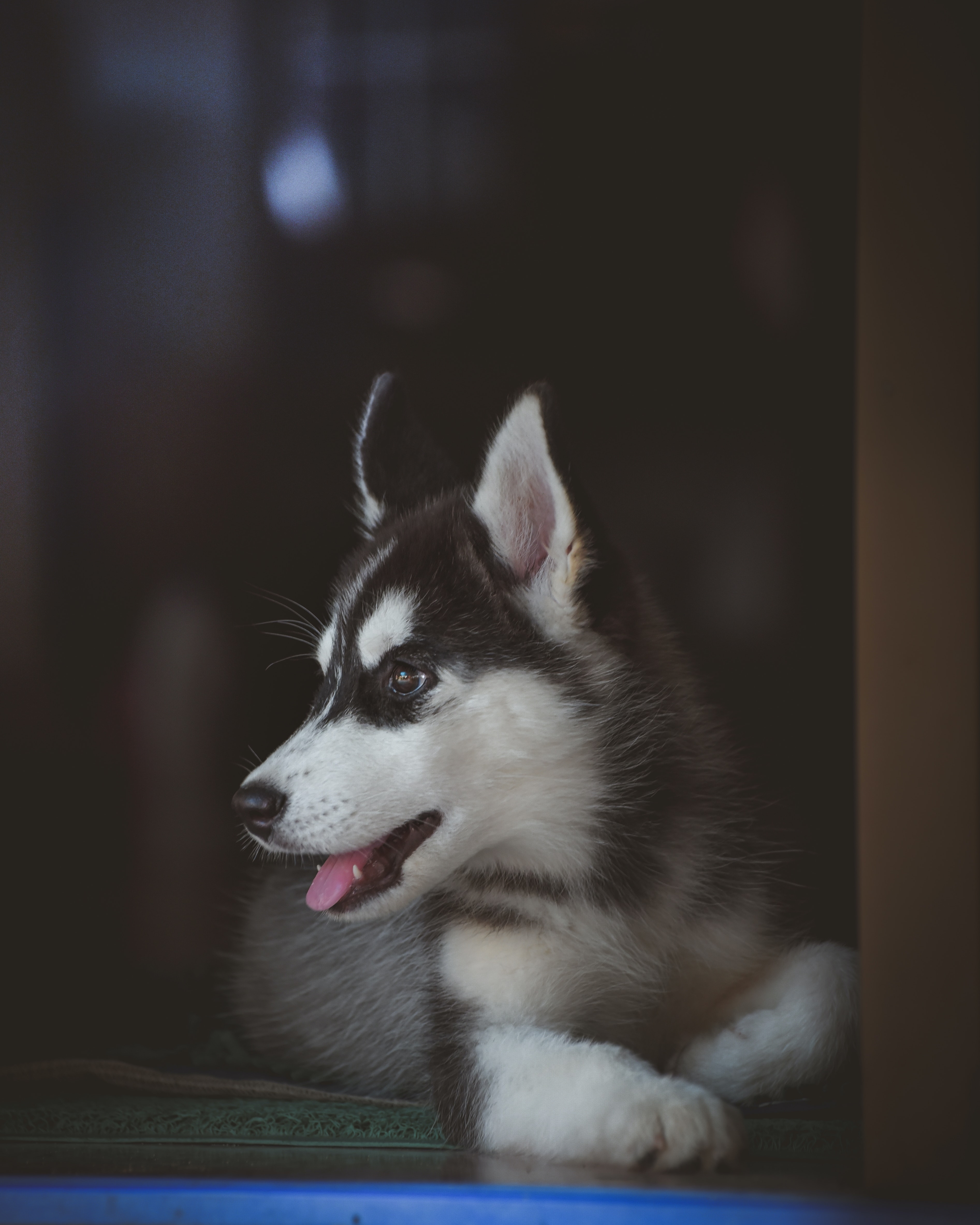 3790x4740 Husky Photo, Download The BEST Free Husky & HD Image, Phone