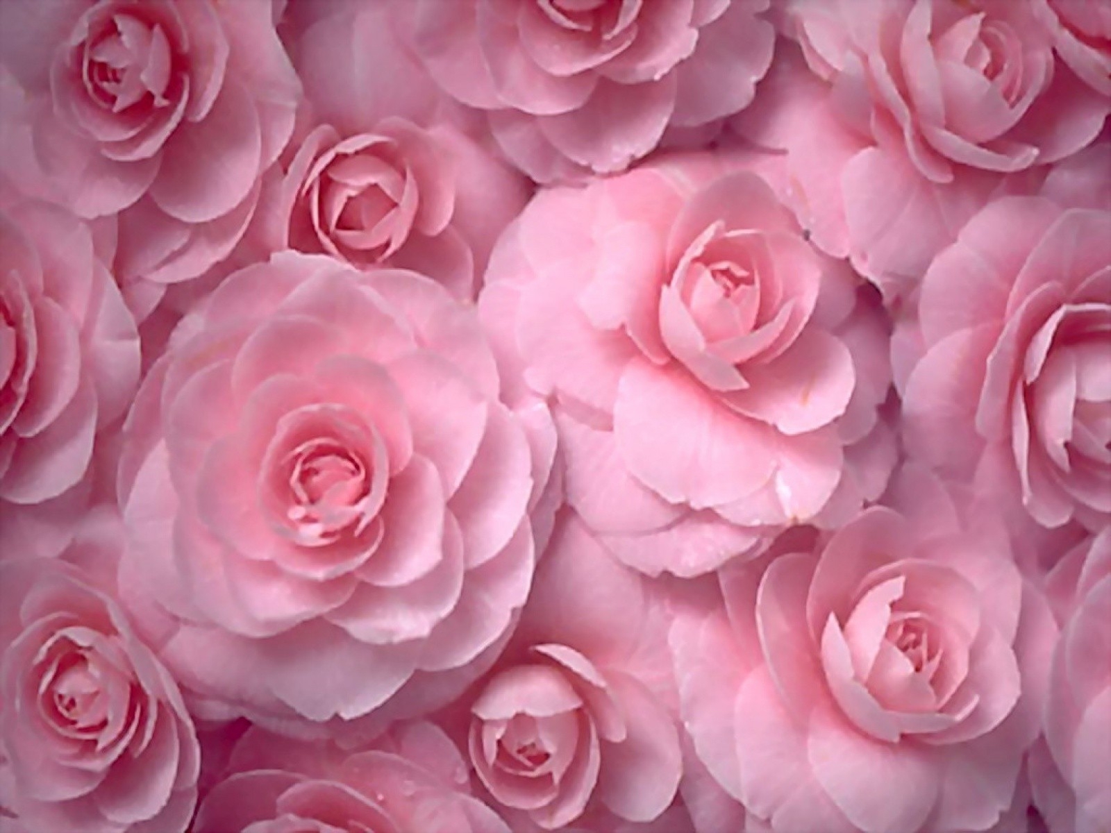 1600x1200 flowers, Roses, Pink, Flowers Wallpaper HD / Desktop and Mobile Background, Desktop