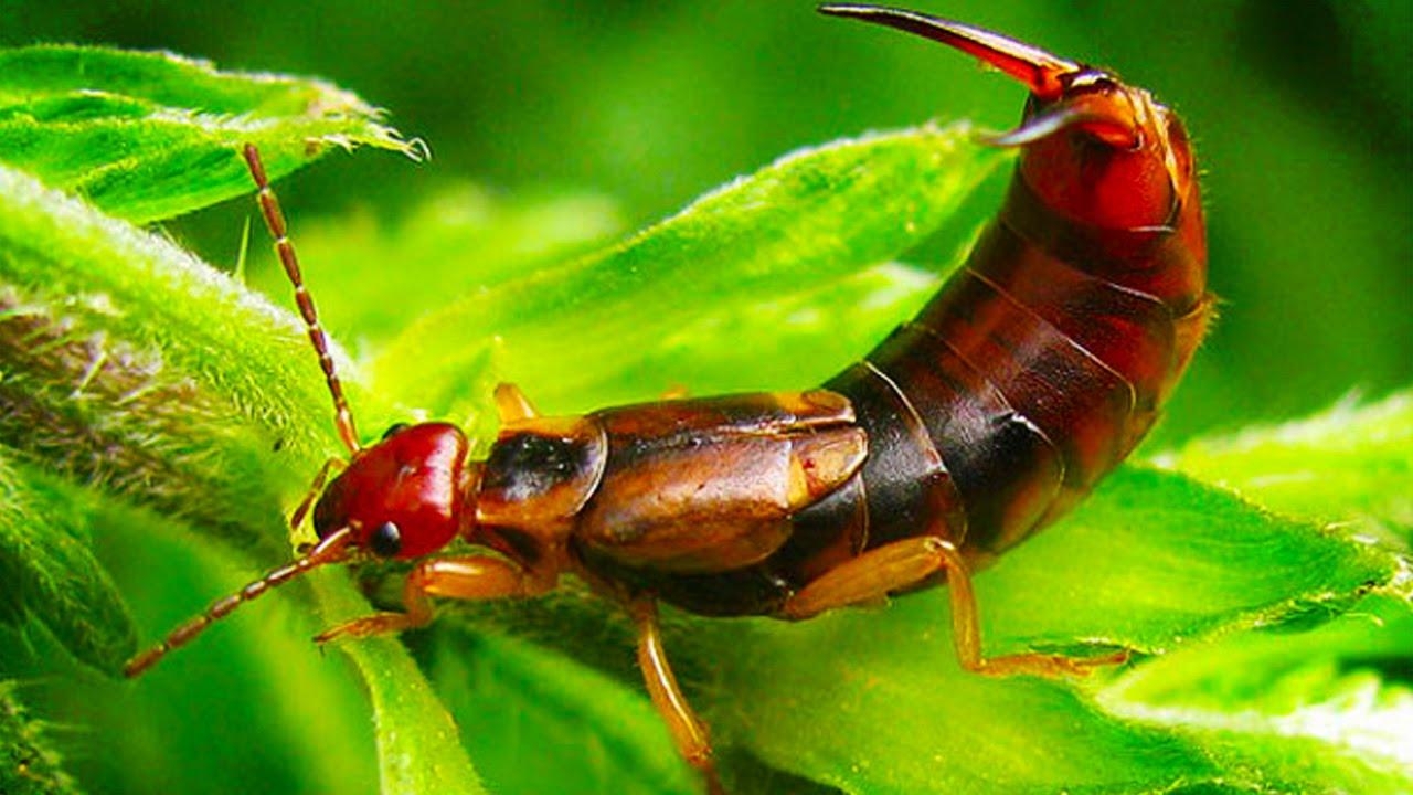 1280x720 The GIANT EARWIG is now EXTINCT, Desktop