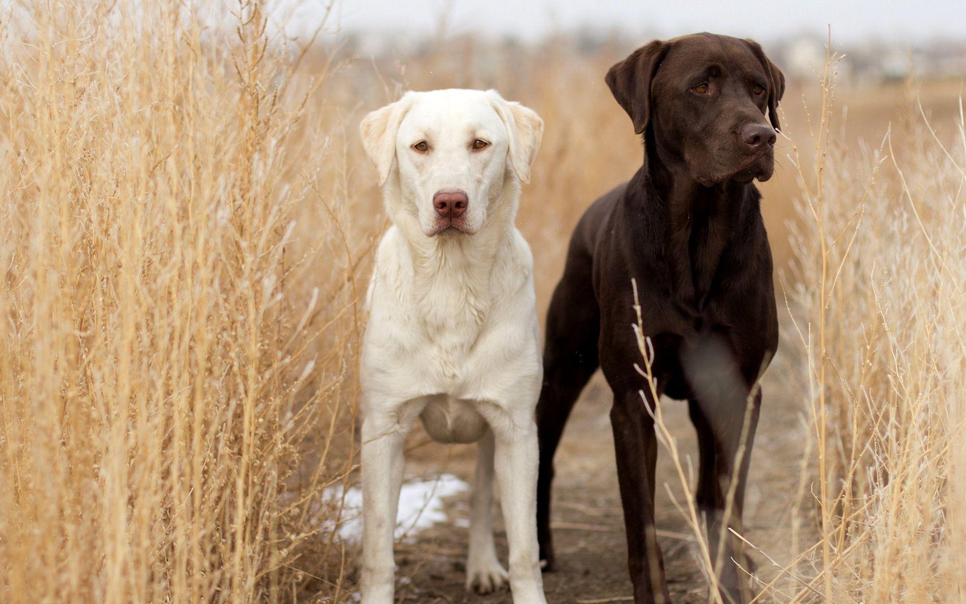 1920x1200 Wallpaper Labrador Retriever, Desktop