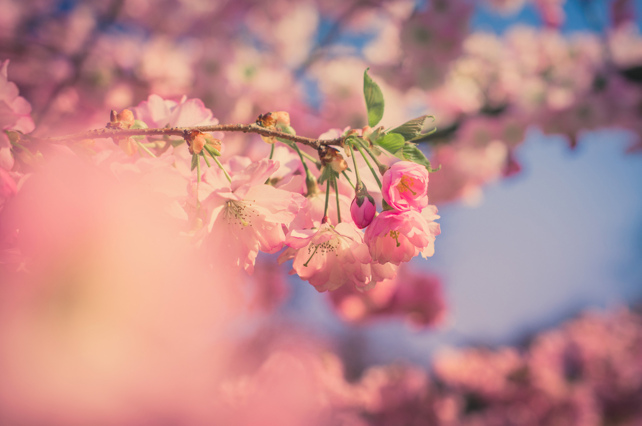 2560x1700 Pink Flowers 5k Chromebook Pixel HD 4k Wallpaper, Image, Background, Photo and Picture, Desktop