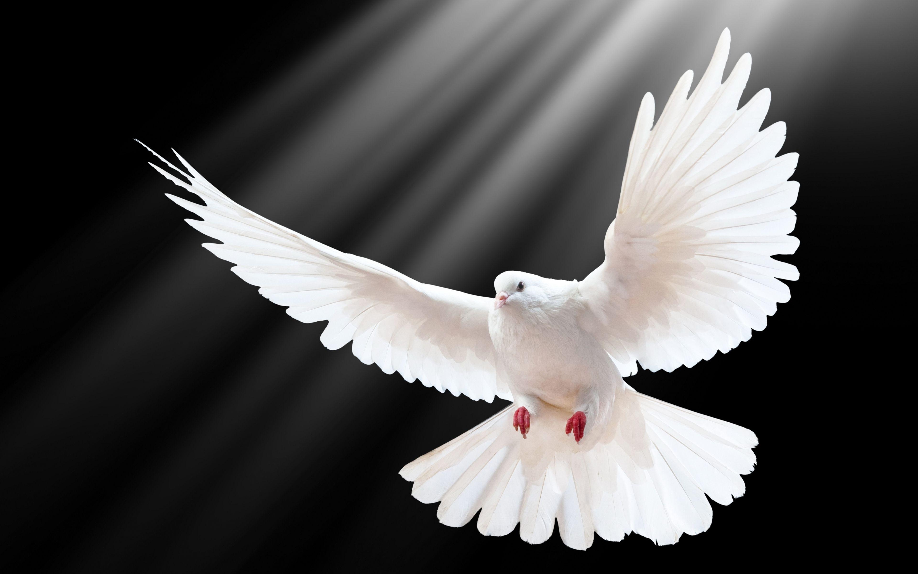 3840x2400 Wallpaper.wiki Dove Wallpaper PIC WPB008840, Desktop