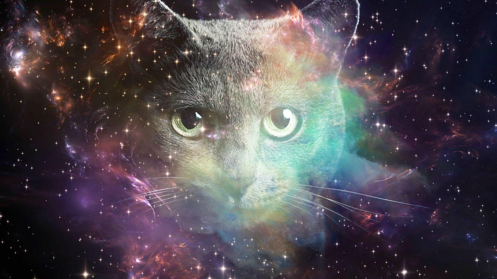 1920x1080 Space Cat HD wallpaper, Desktop