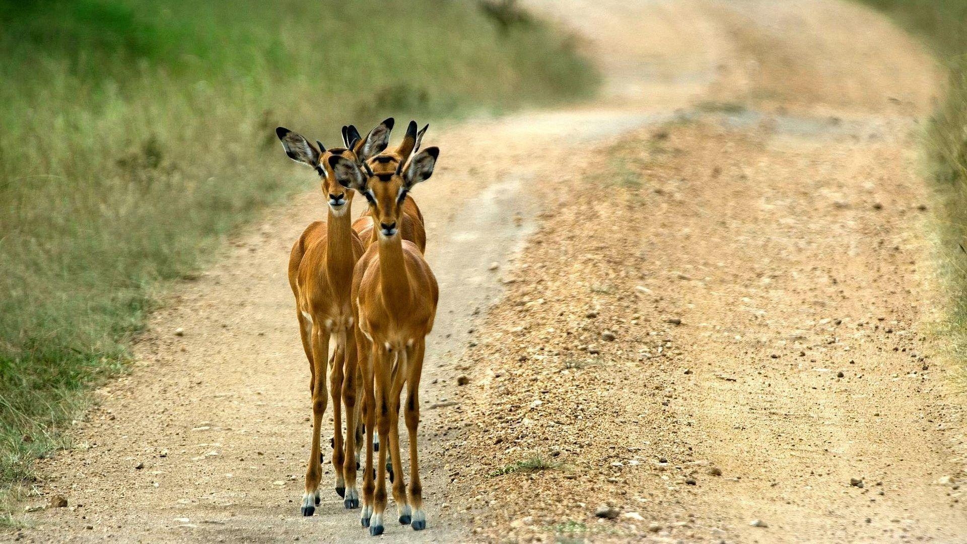 1920x1080 Animals: Impala Animals Uganda Roads Wallpaper Animal HD for HD, Desktop