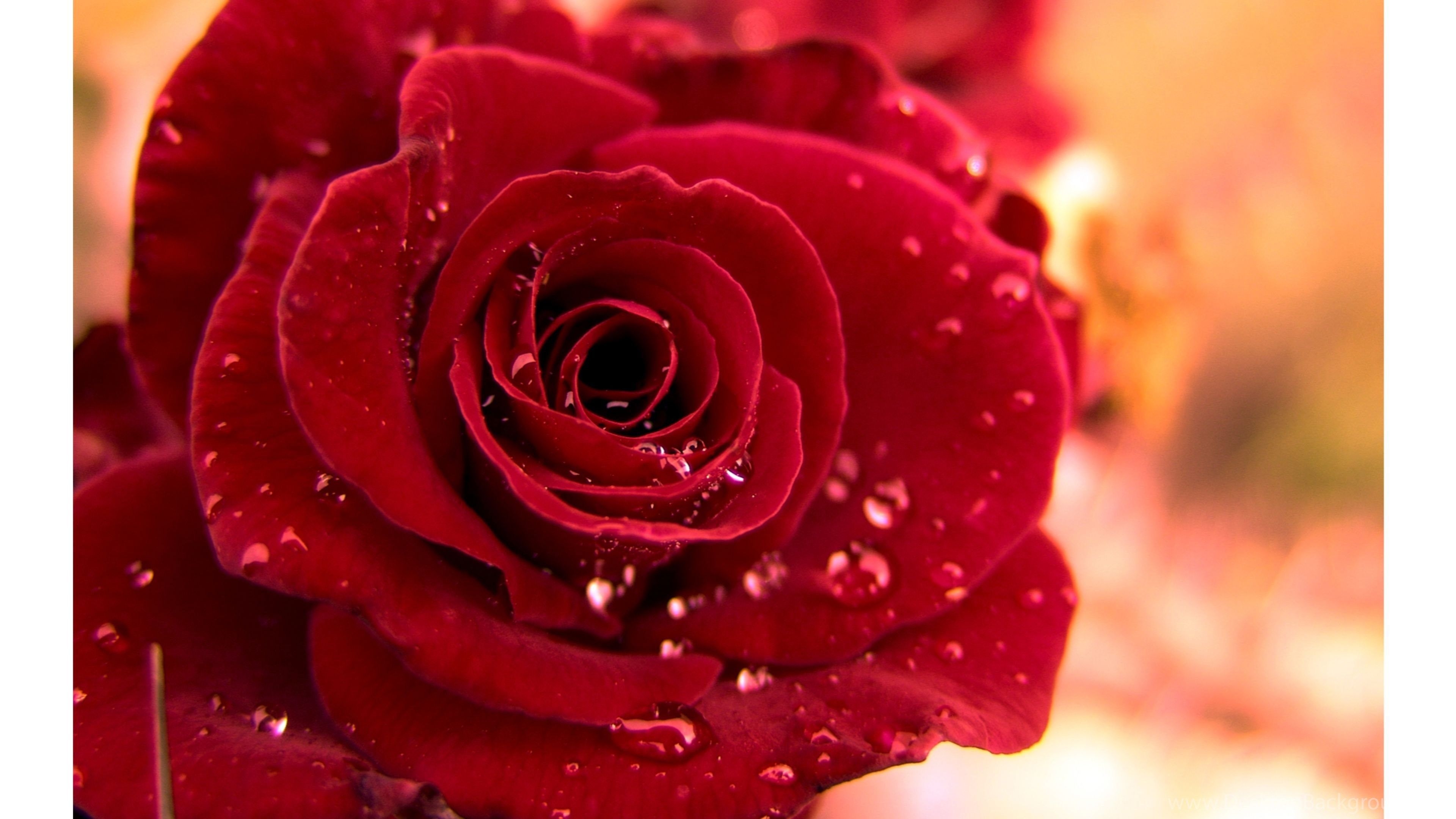 3840x2160 Single Red Roses 4K Wallpaper Desktop Background, Desktop