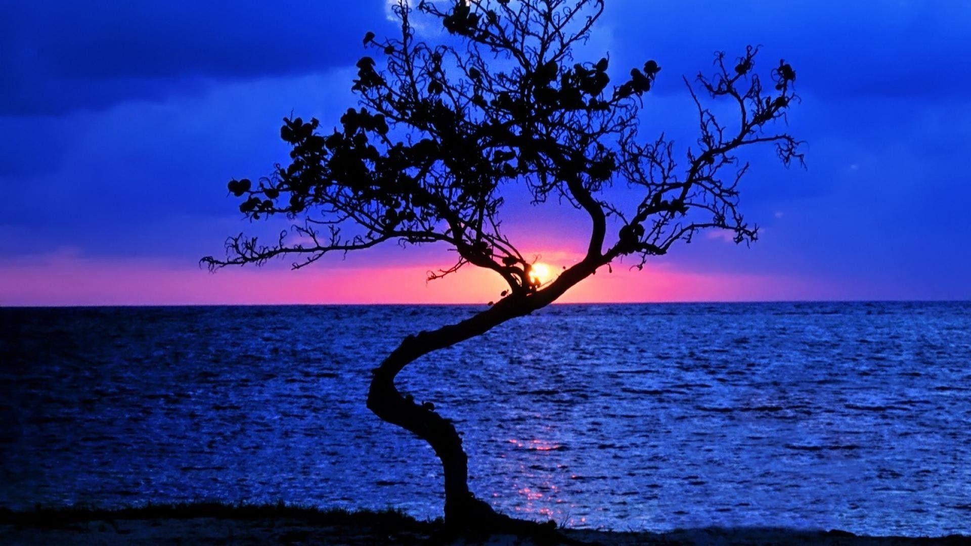 1920x1080 Sunsets: Wonderful Sunset Lonely Tree Beautiful Belize Horizon, Desktop