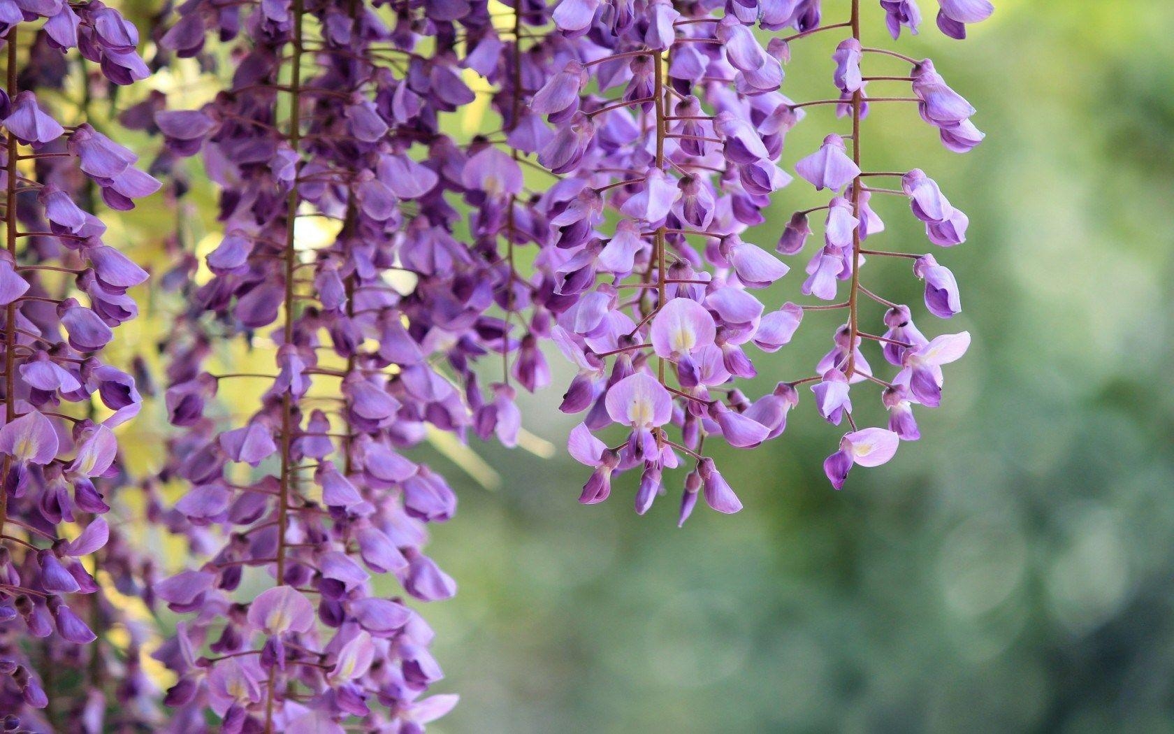 1680x1050 Related Picture Wisteria Flower Tree Purple Nature HD Wallpaper, Desktop