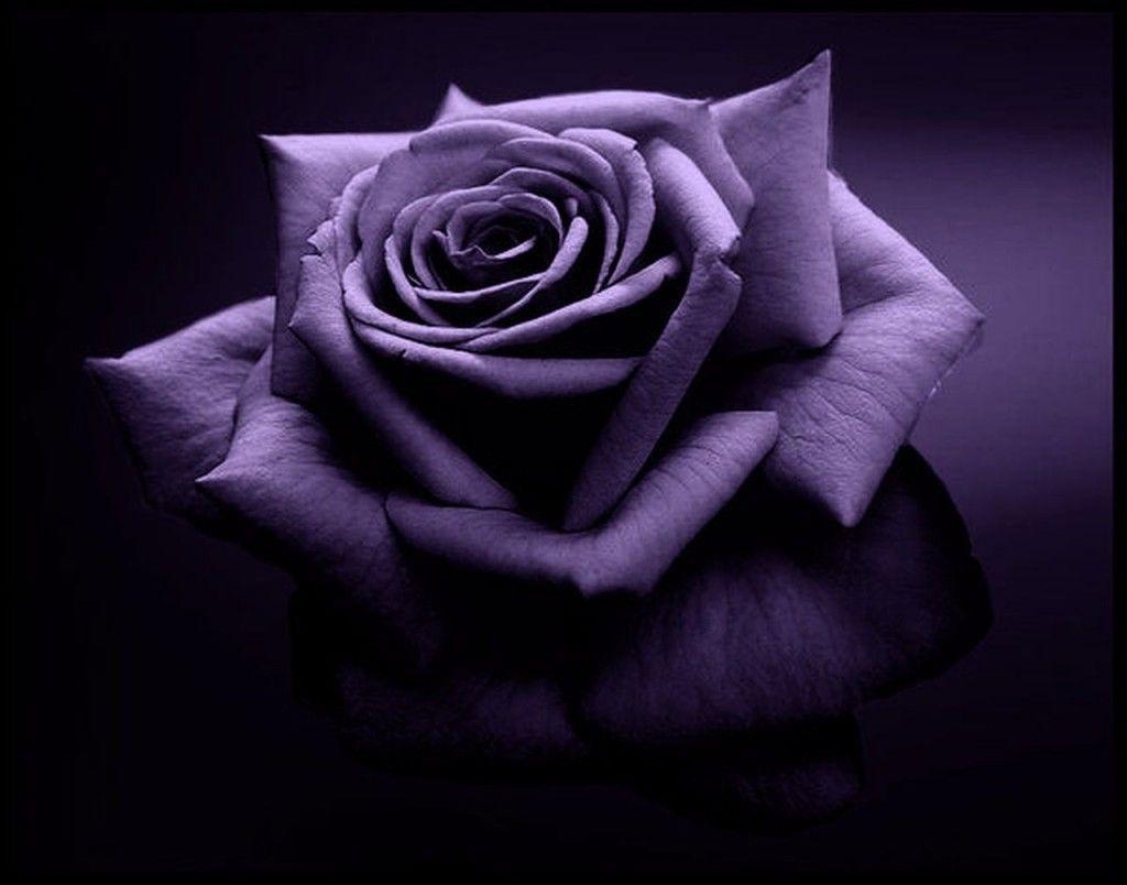 1030x810 Beautiful Purple Flowers HD Wallpaper Wallpaper Inn, Desktop