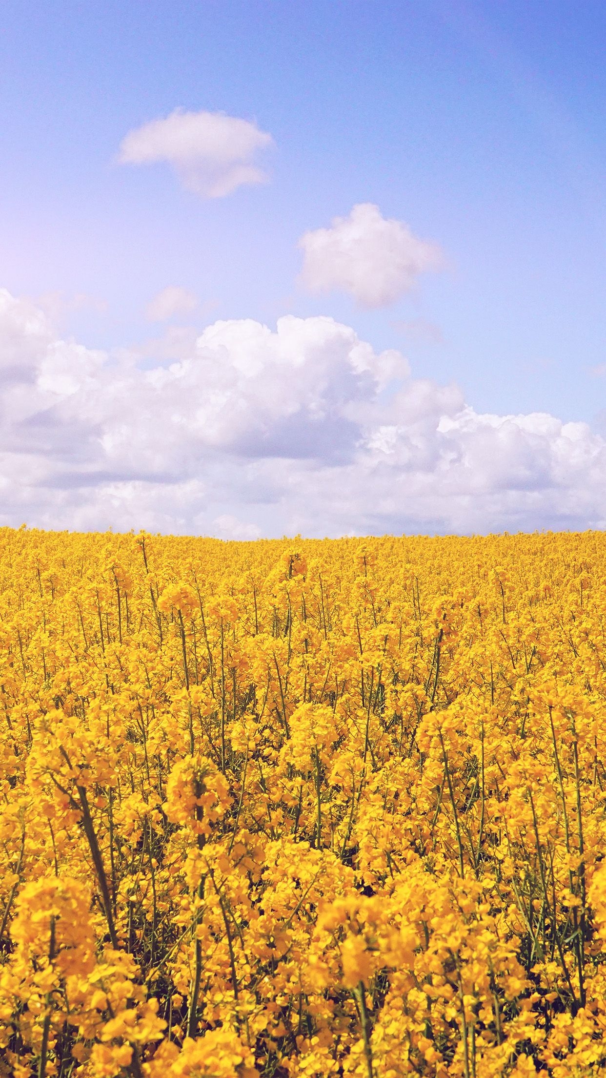 1250x2210 Yellow Flower Jeju Nari Flare Wallpaper, Phone