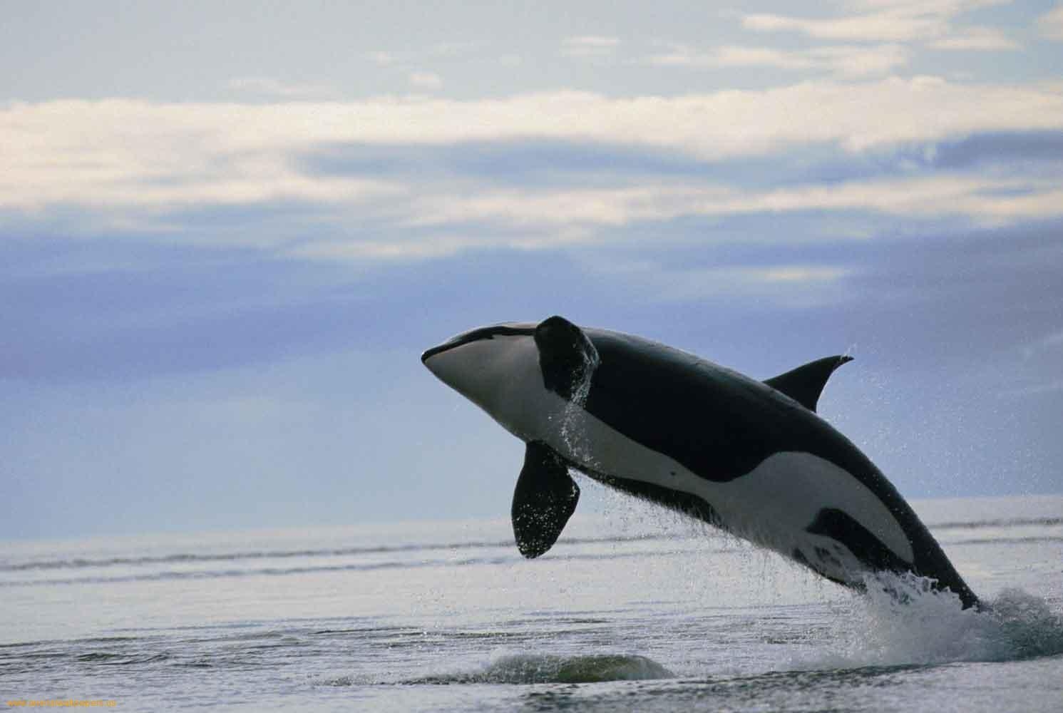 1500x1000 Orca HD Wallpaper, Desktop