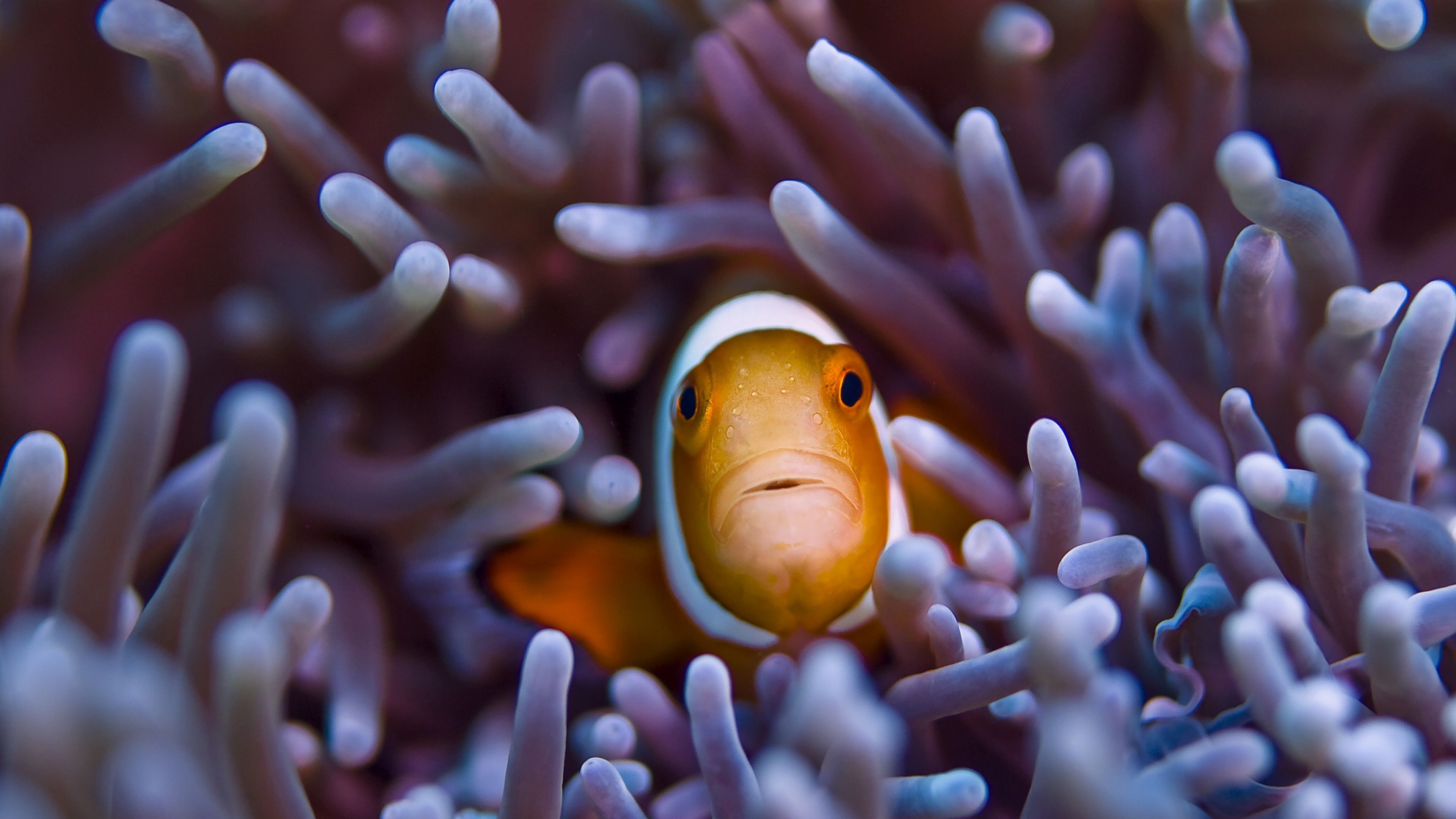 3840x2160 Wallpaper Clownfish, 5k, 4k wallpaper, Gili, Island, Bali, indian, pacific, underwater, diving, tourism, orange, sealife, sea, ocean, World's best diving sites, OS, Desktop