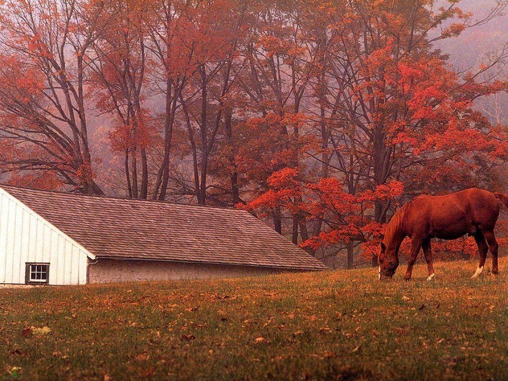 1030x770 Autumn Horse Picture Wallpaper, Desktop