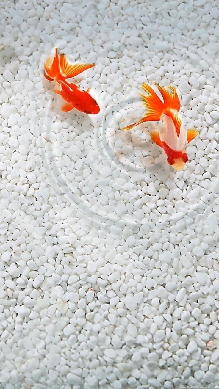 740x1310 Cute Realistic Gold Fish iPhone Wallpaper. Tap To See More, Phone