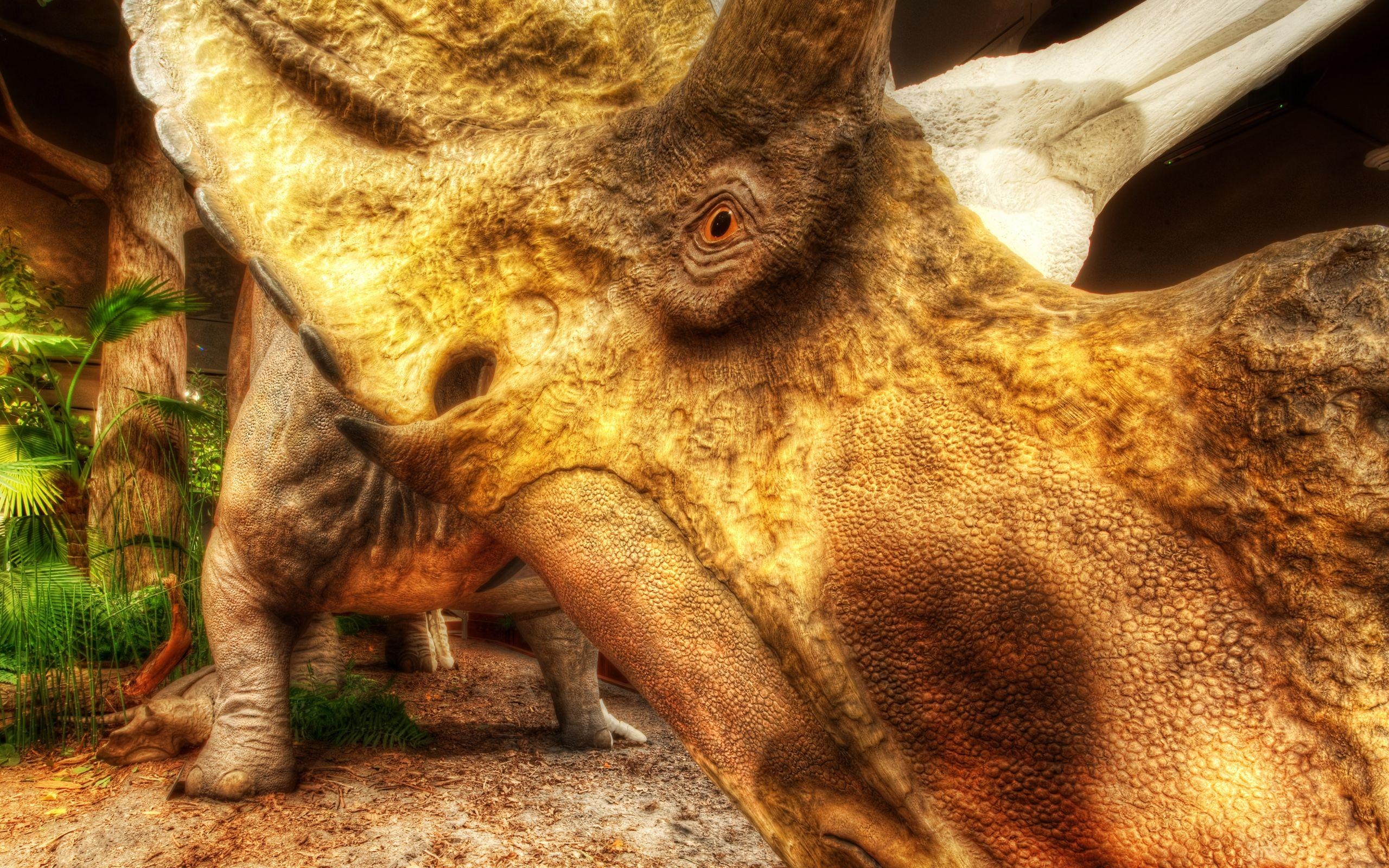 2560x1600 Triceratops at the Museum of the Rockies in Bozeman widescreen, Desktop