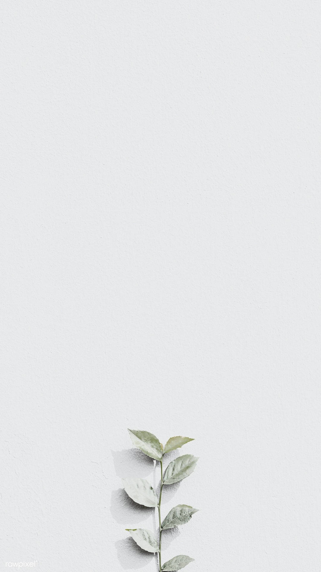 1080x1920 Download Light Grey Aesthetic Bloom Wallpaper, Phone