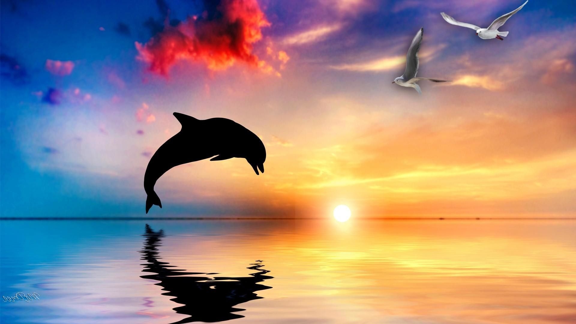 1920x1080 Cute Dolphin Wallpaper, Desktop