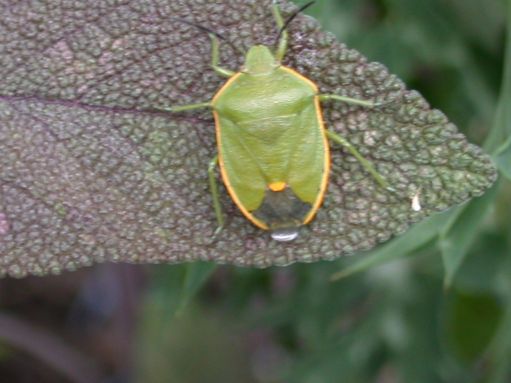 2050x1540 Landscape Pests Stink Bug. Pacific Northwest Pest, Desktop