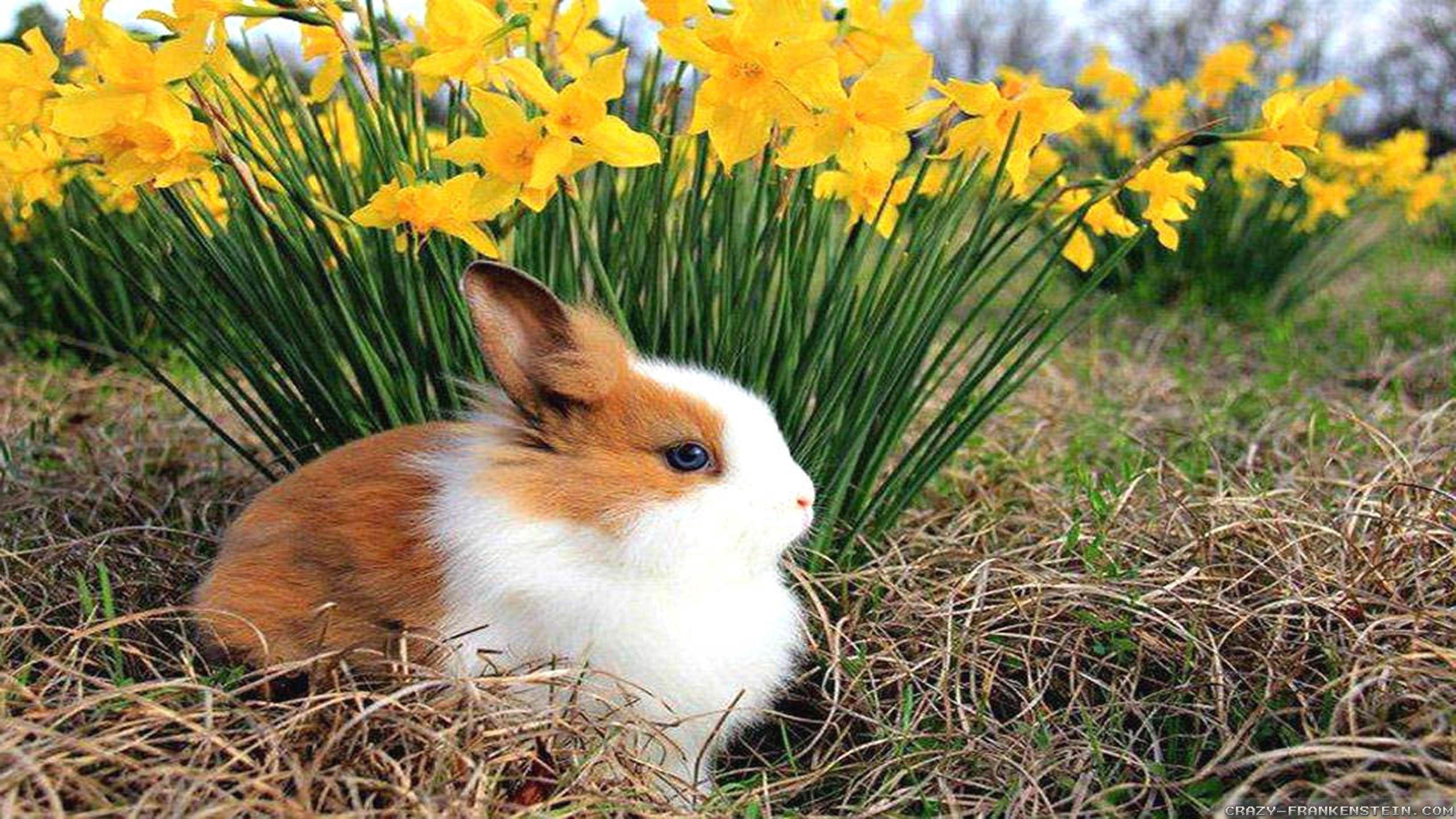 2560x1440 Spring Animals Wallpaper Free Spring Animals Background, Desktop