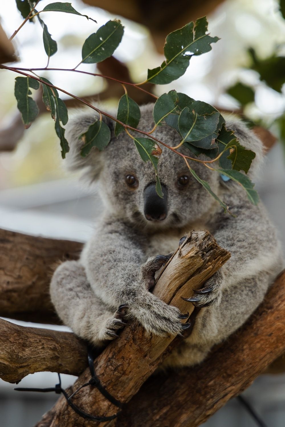 1000x1500 Koala Picture. Download Free Image, Phone