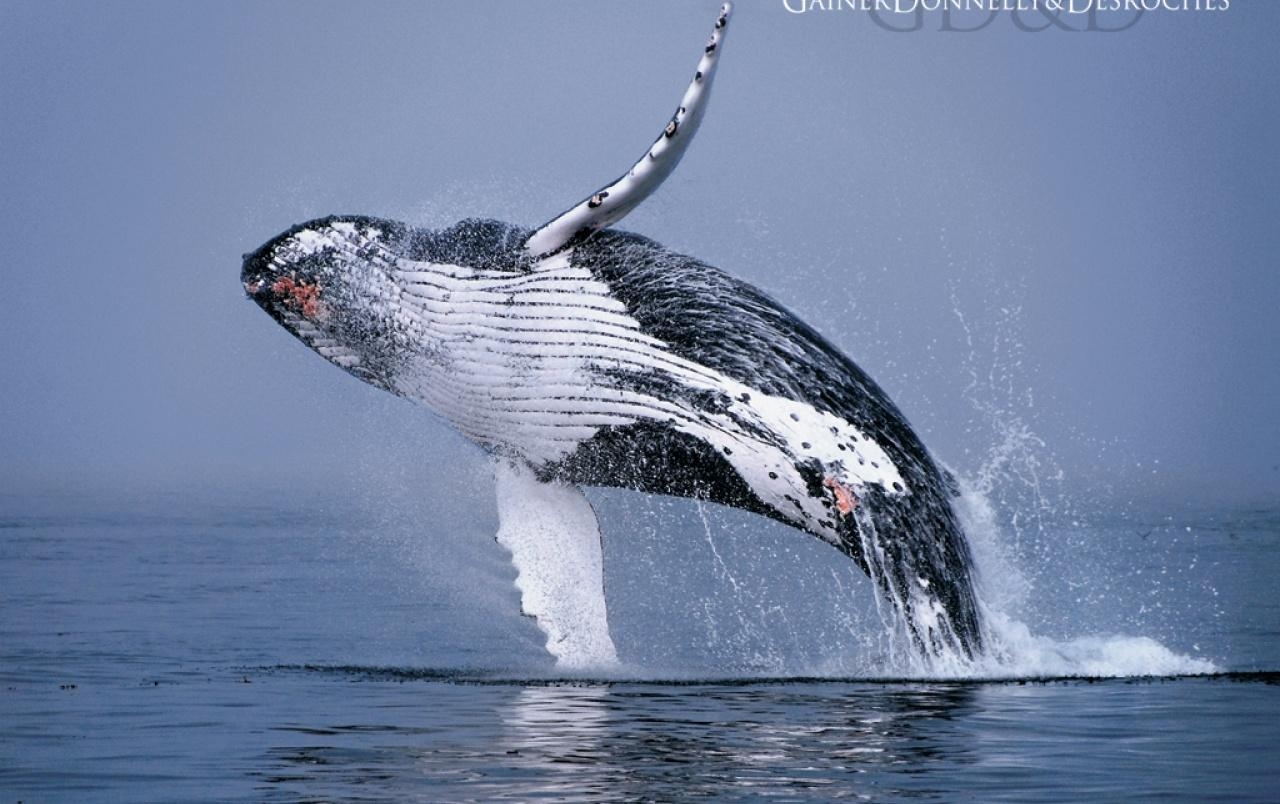 1280x810 Humpback Whale wallpaper. Humpback Whale, Desktop